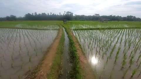 D.I. Cipinang Bulu | Foto Inventarisasi | 0+650 | Ujungjaya, Sumur, Pandeglang